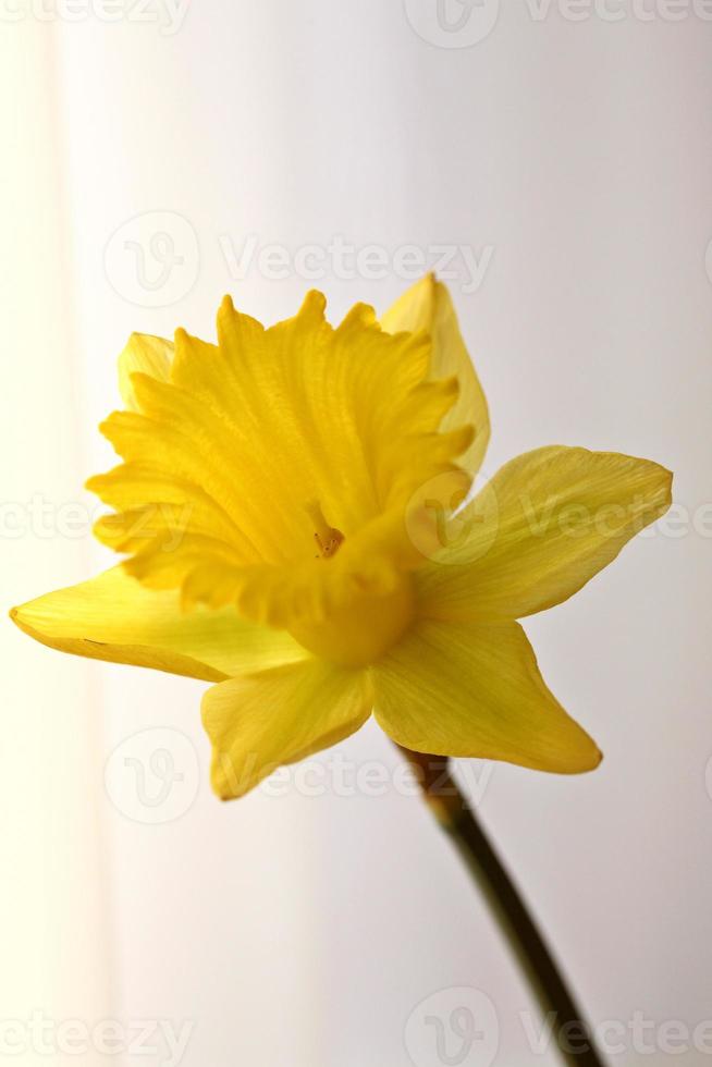 gul påsklilja på våren foto