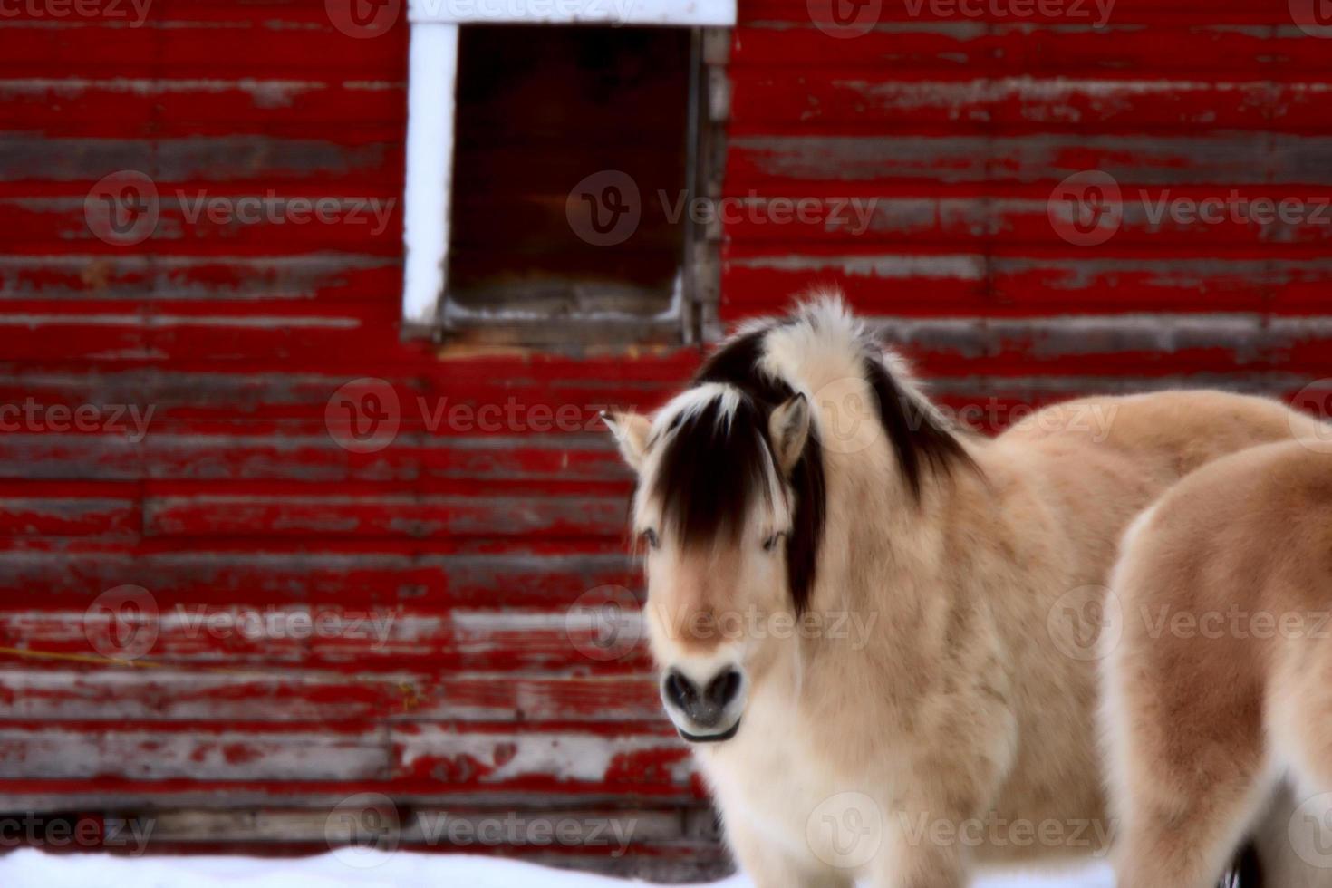 häst på vintern foto