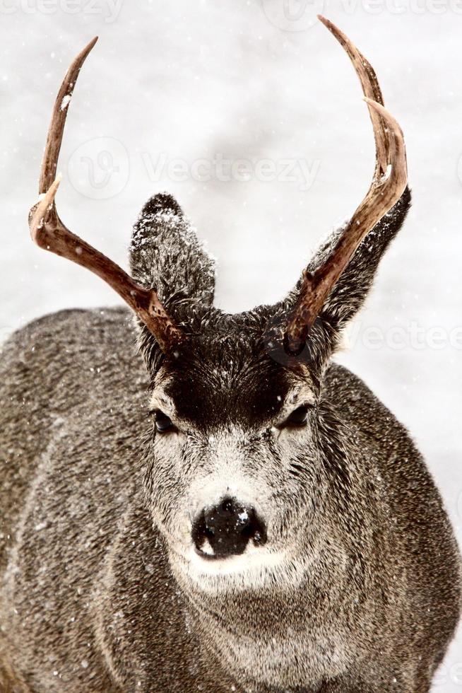 mule rådjur bock på vintern foto