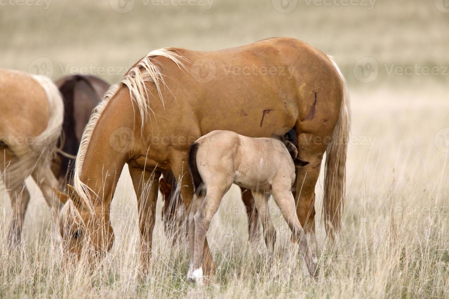 häst och hingstföl i betesmark Saskatchewan Kanada foto