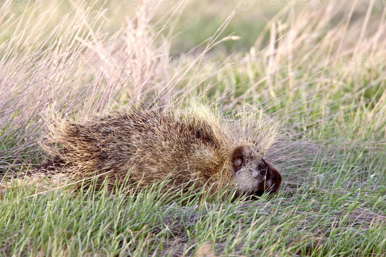 piggsvin i fältet saskatchewan kanada foto