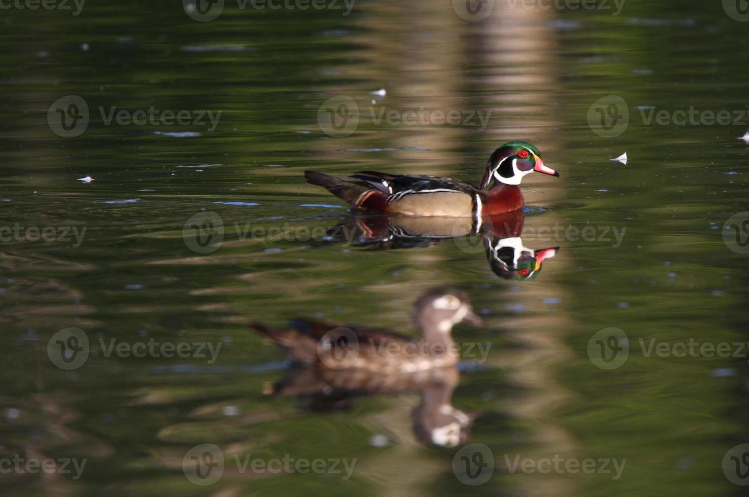 wood duck drake och höna simmar i damm foto