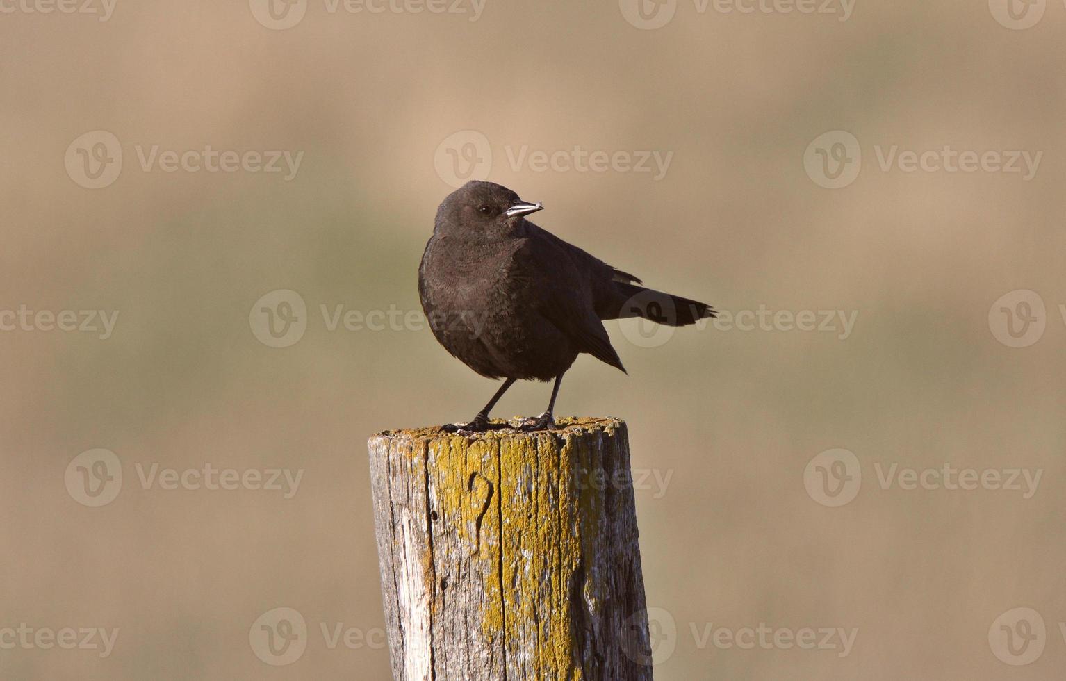 kvinnlig brunhövdad cowbird på staketstolpen foto