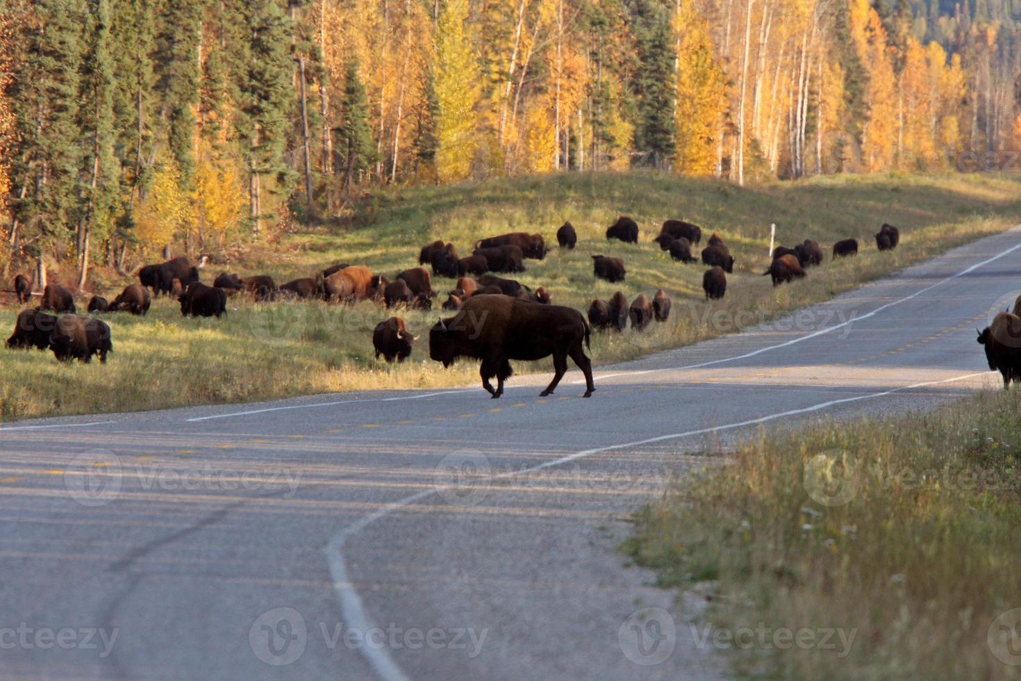 flock bufflar längs alaska motorvägen foto
