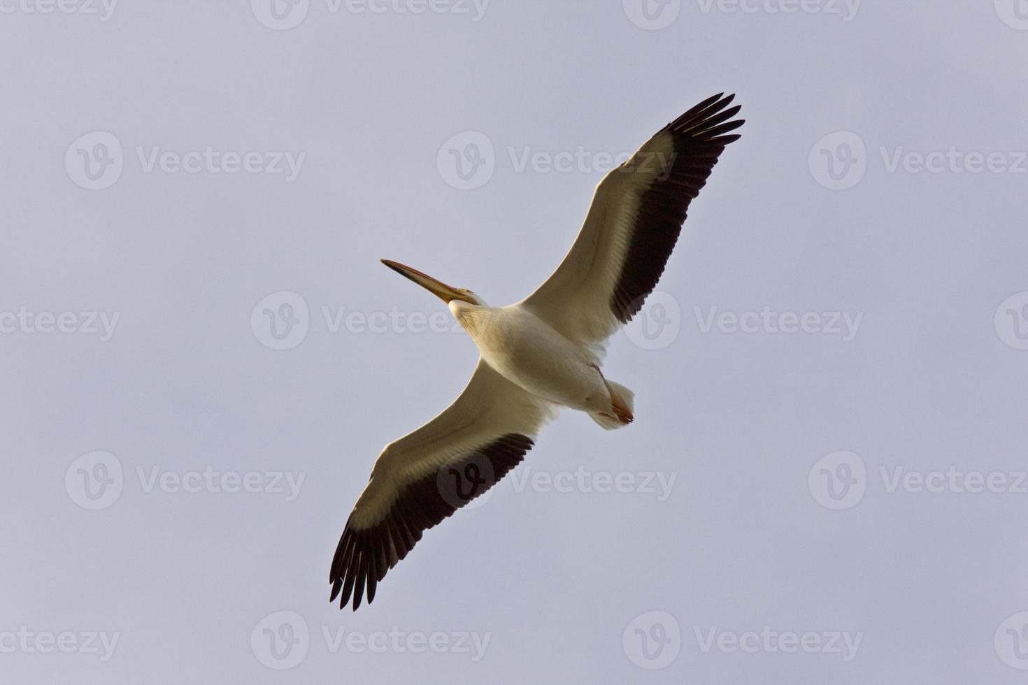 amerikansk vit pelikan under flygning Kanada foto