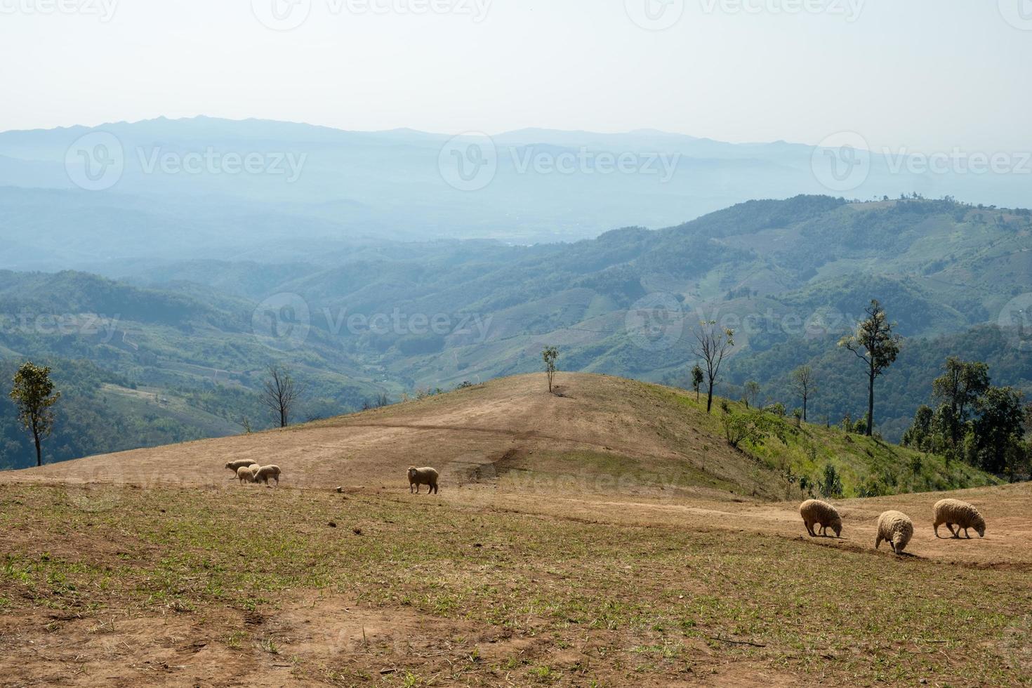 fårfarm på doi chang, chiang rai, thailand foto