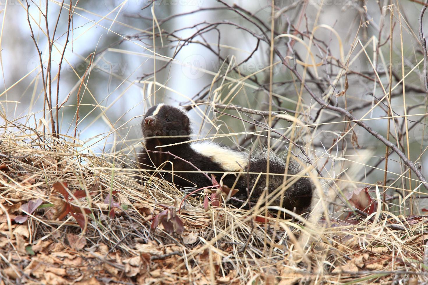 ung skunk i gräset saskatchewan kanada foto