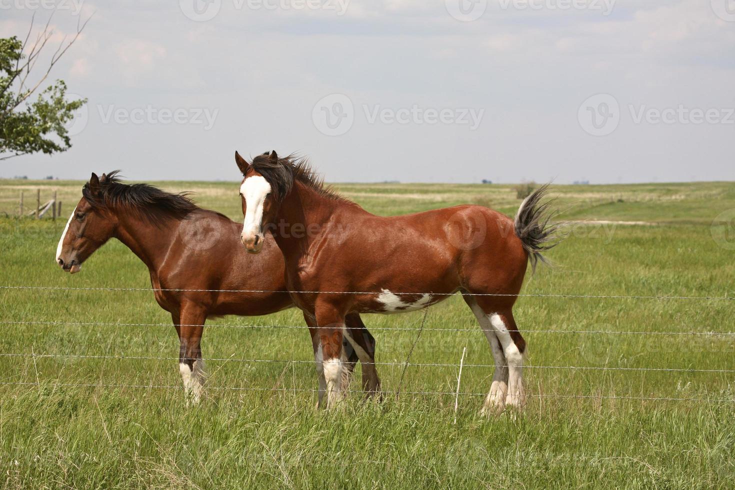 två hästar i en saskatchewan betesmark på en blåsig dag foto