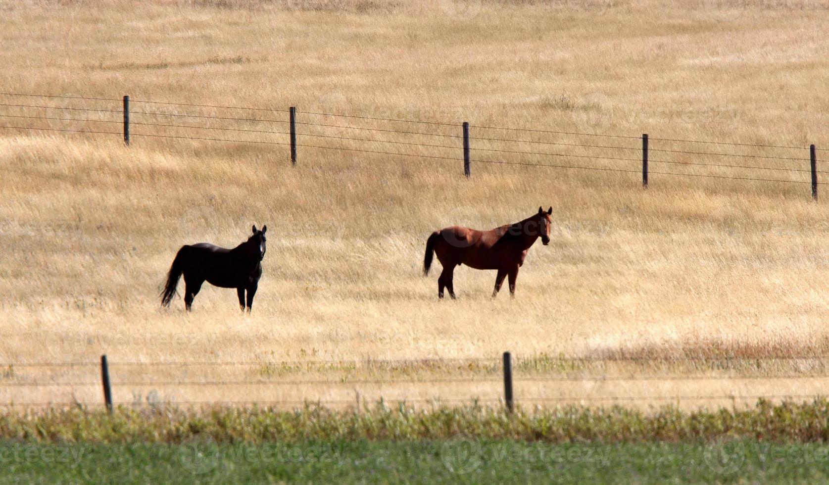 två hästar i bete foto