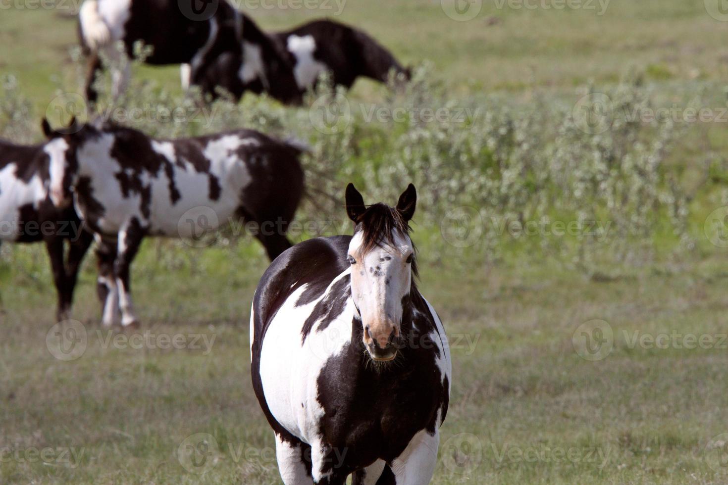 pinto hästar i saskatchewan betesmark foto