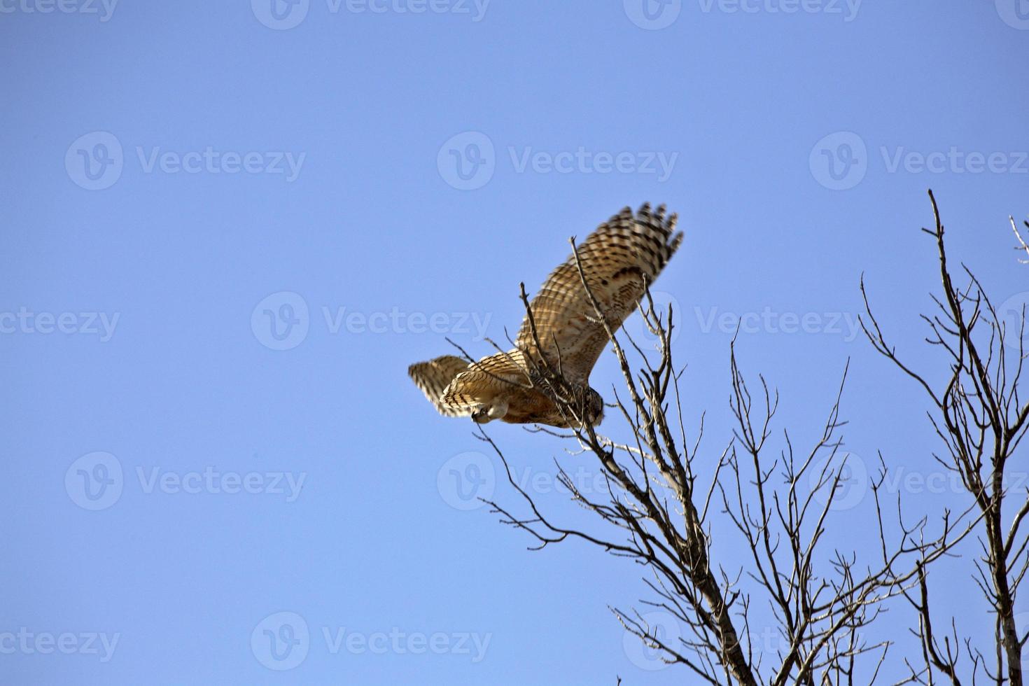 stor hornuggla under flygning foto