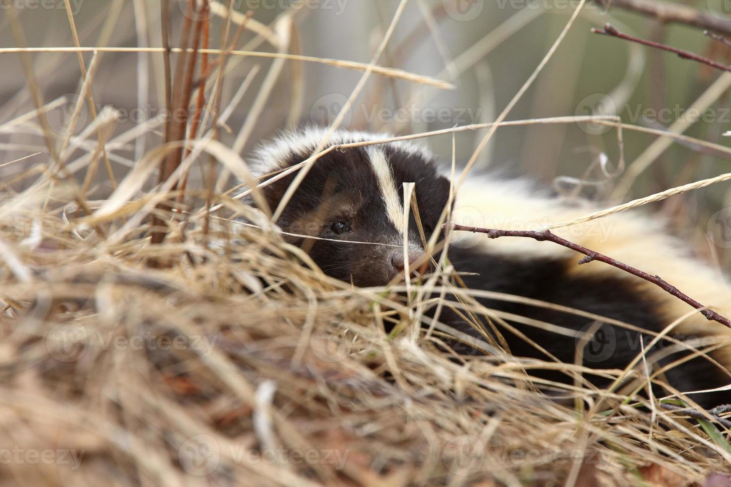 ung skunk i gräset saskatchewan kanada foto