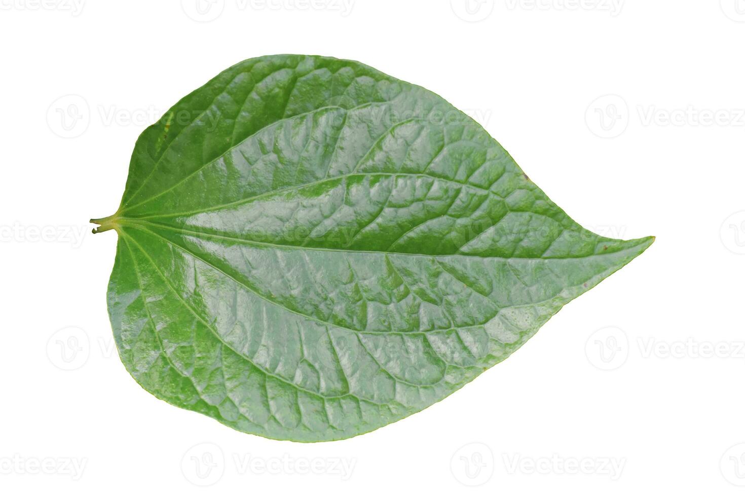 grönt blad isolerad på vit bakgrund. foto