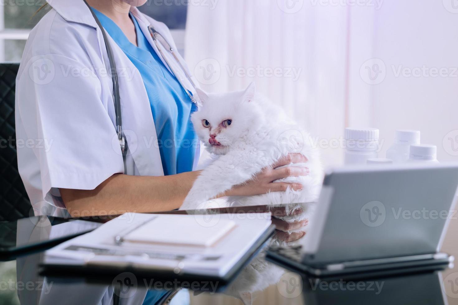 läkare veterinär med en tre färg katt på armarna. medicinsk utrustning foto