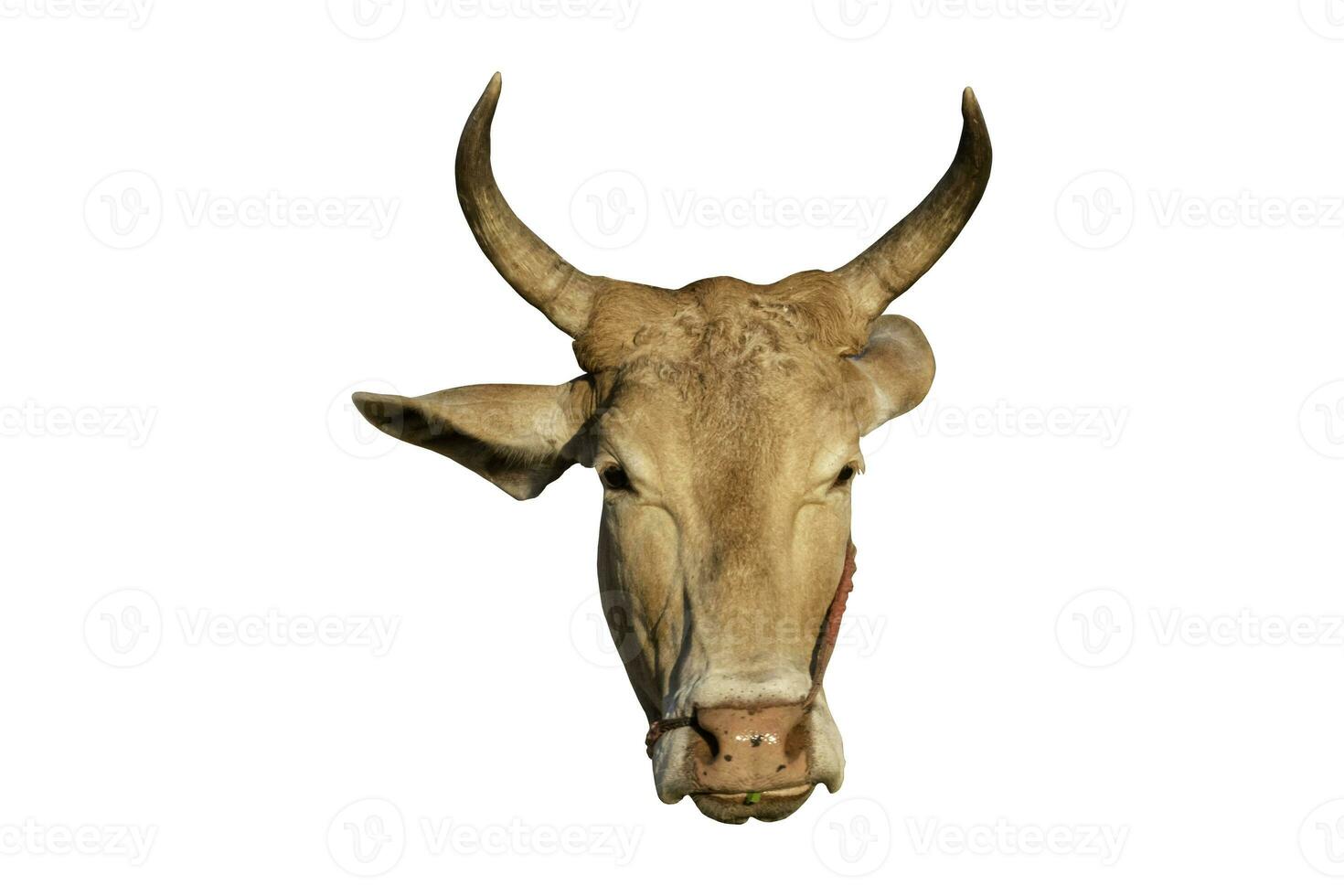 närbild av ko huvud med horn isolerade en vit bakgrund. objekt med urklippsbana. foto