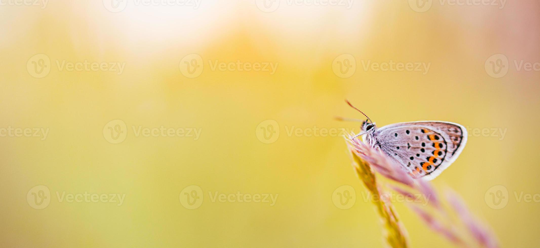 natur bakgrund koncept. vacker sommar natur äng bakgrund. blommande grön äng på vårens solnedgångsljus. ljus sommar vår natur banner design. inspirerande natur närbild äng. foto