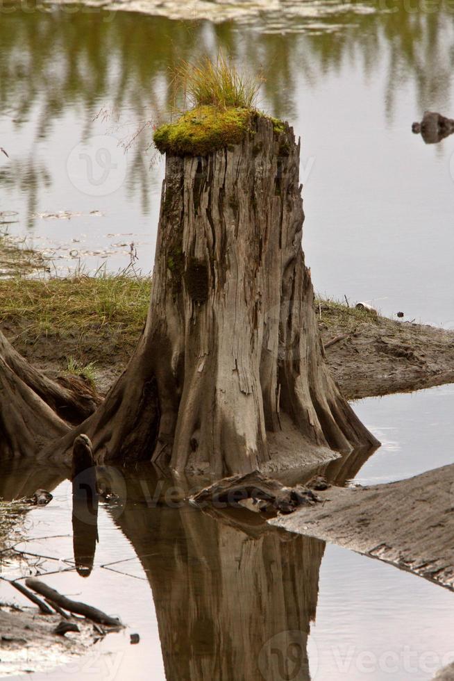 trädstubbar reflektion i poolen foto