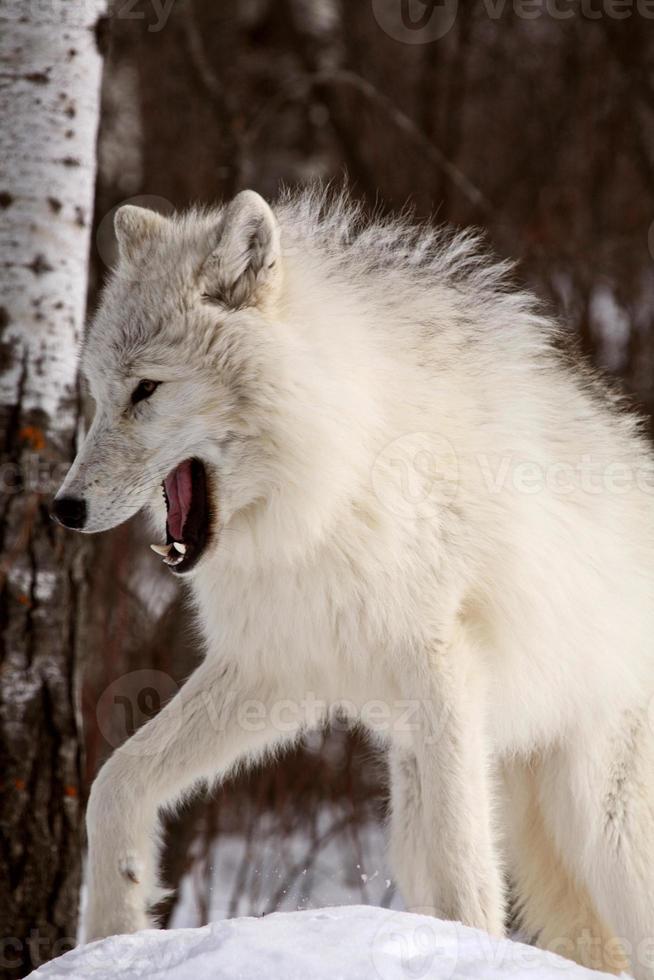 arktisk varg på vintern foto