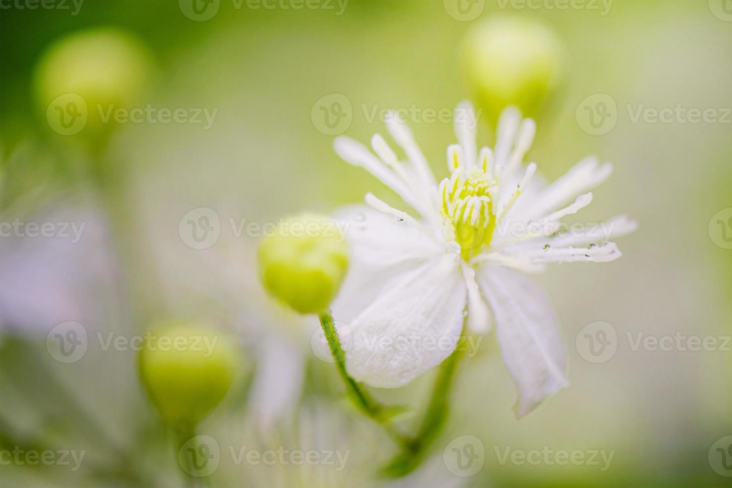vit blomma, mjukt fokus och suddig bakgrund på grön bakgrund. blomma med vattendroppar. foto