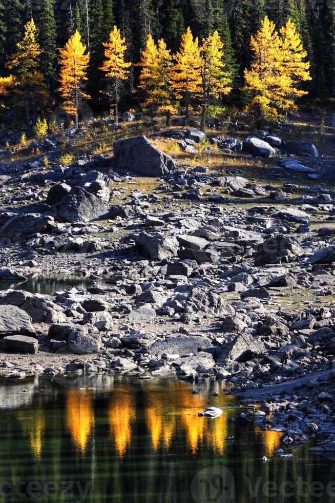 vatten reflektion av höstens träd längs den steniga stranden foto