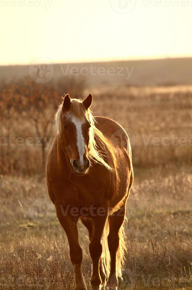 häst i betesmark foto