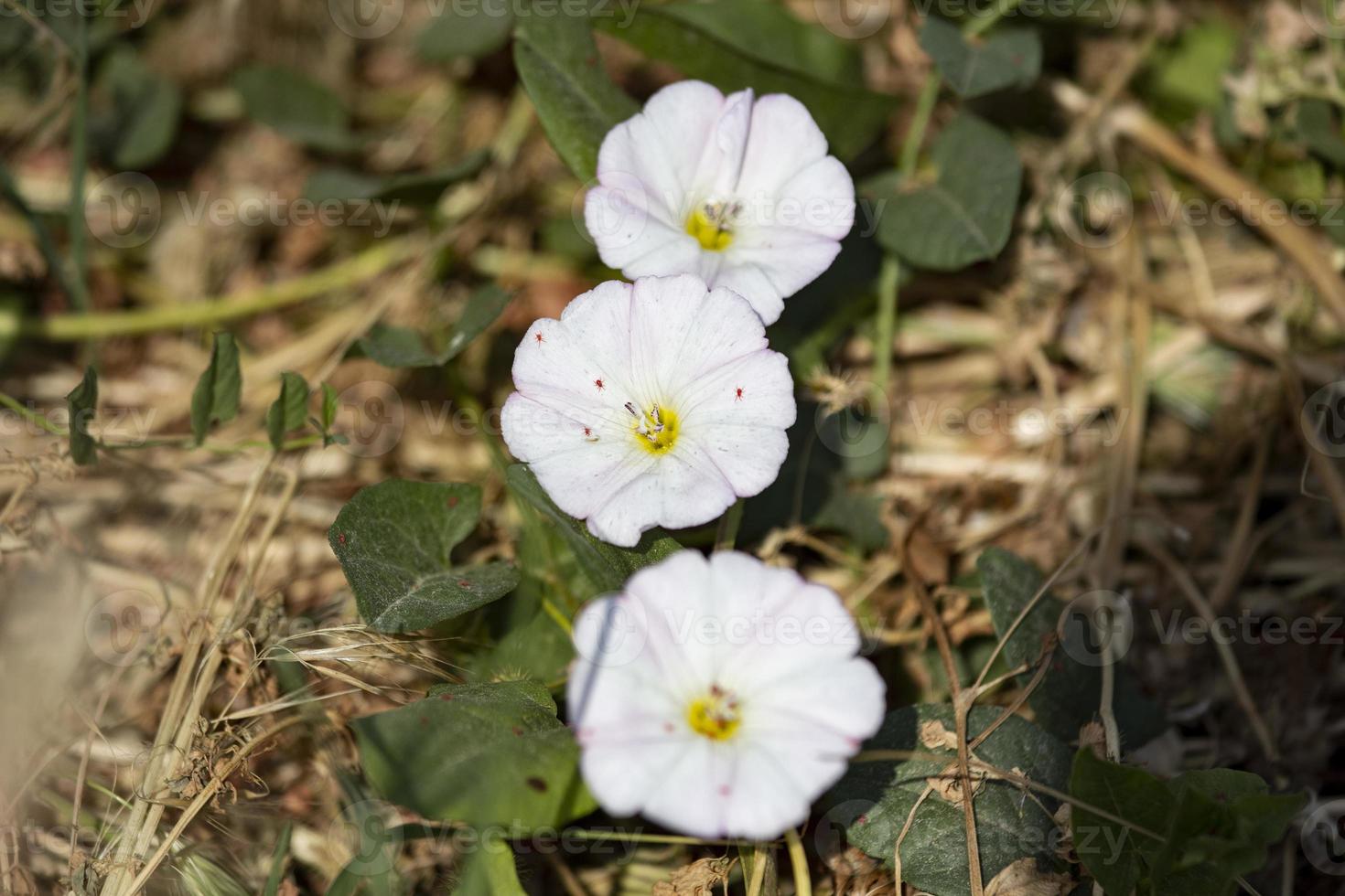 vita blommor i trädgården, närbild blomma i naturen foto