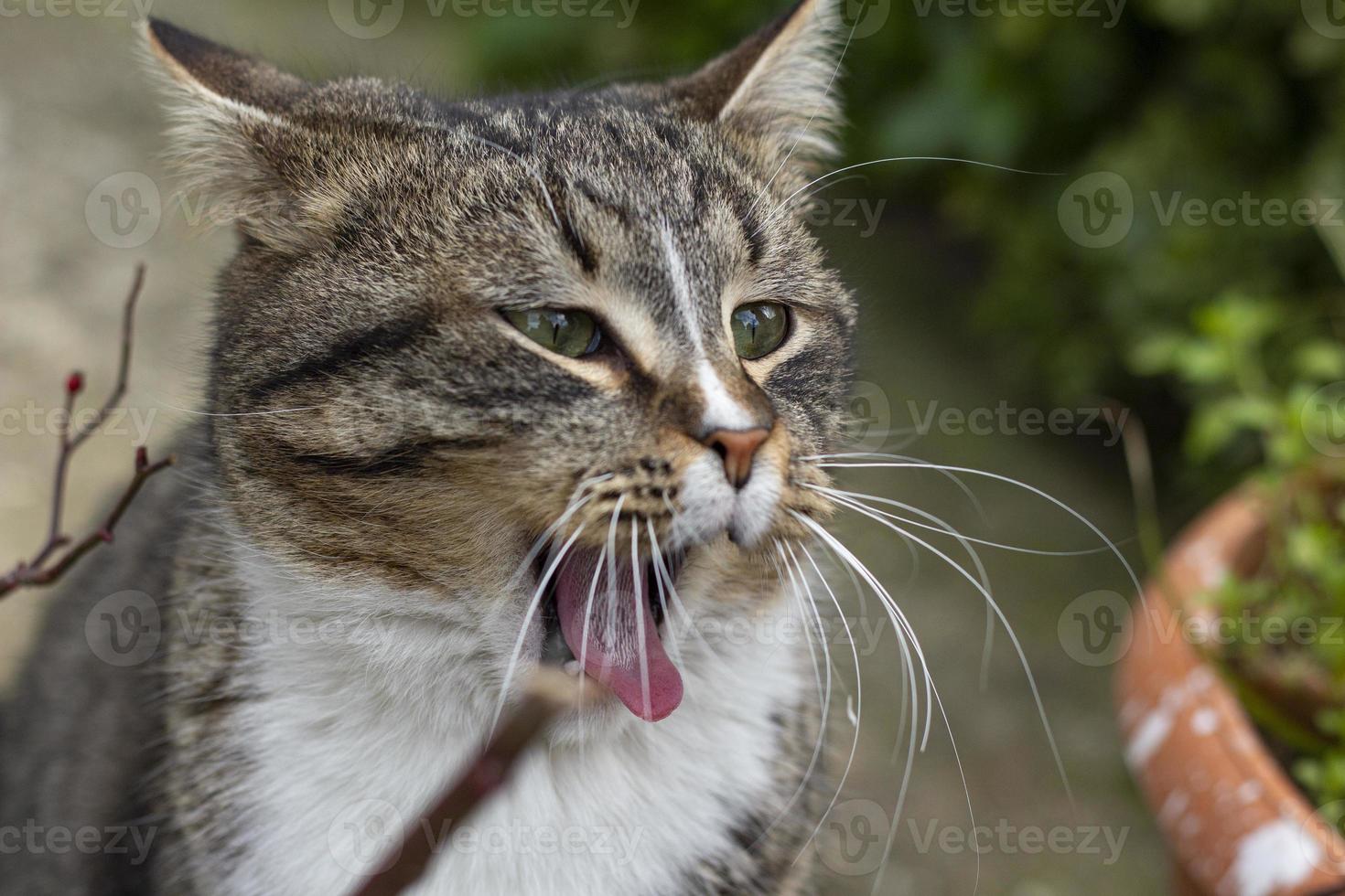 porträtt av den vilda katten i, katten bor på gatan. porträtt av en fluffig randig katt. randig, inte en renrasig kattunge. foto