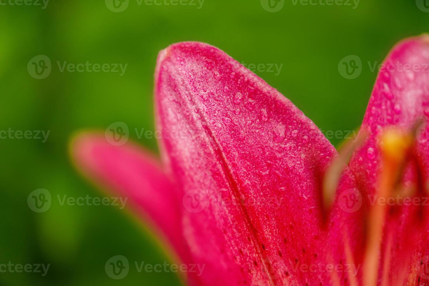 vacker ljus blomma. röd lilja makro foto närbild.