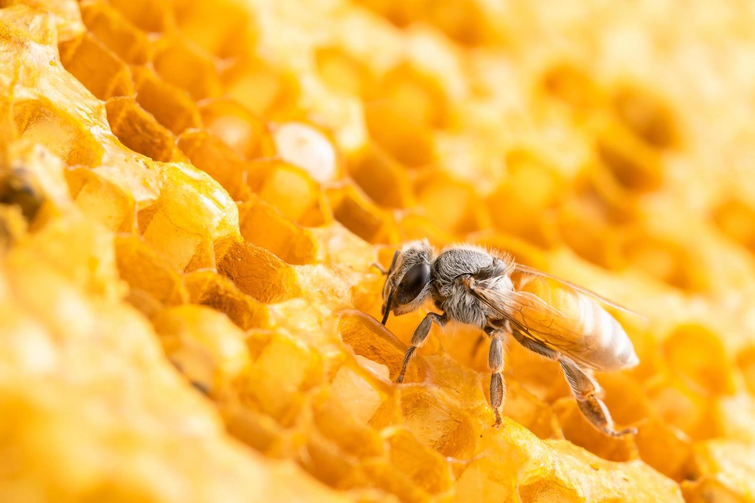 grupp av bin på honeycomb studio skjuta. mat eller natur koncept foto