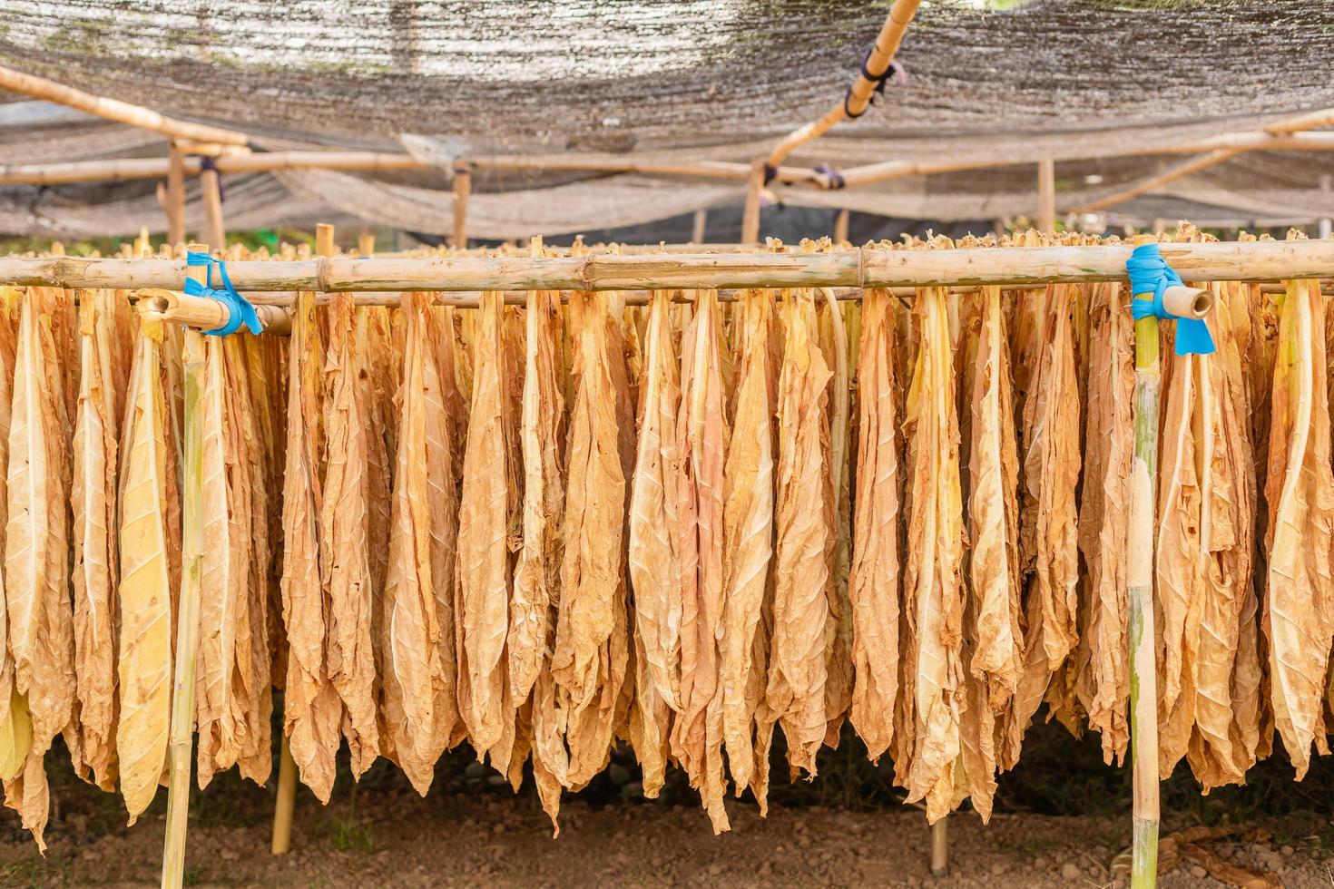 torrt tobaksblad som hänger på bambu i utomhusskjulet foto