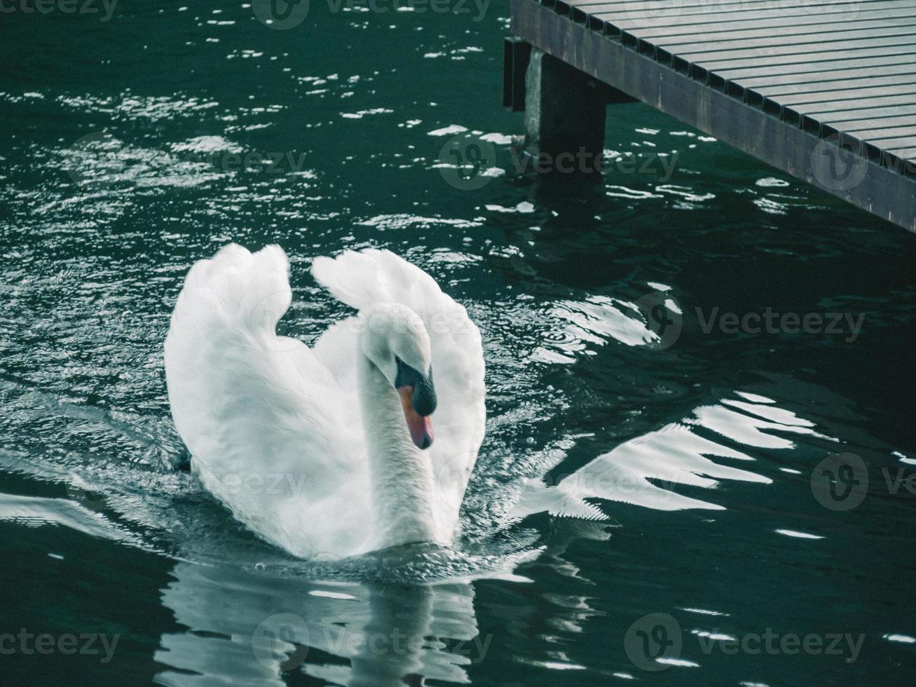 en vit svan simmar på vattnet foto