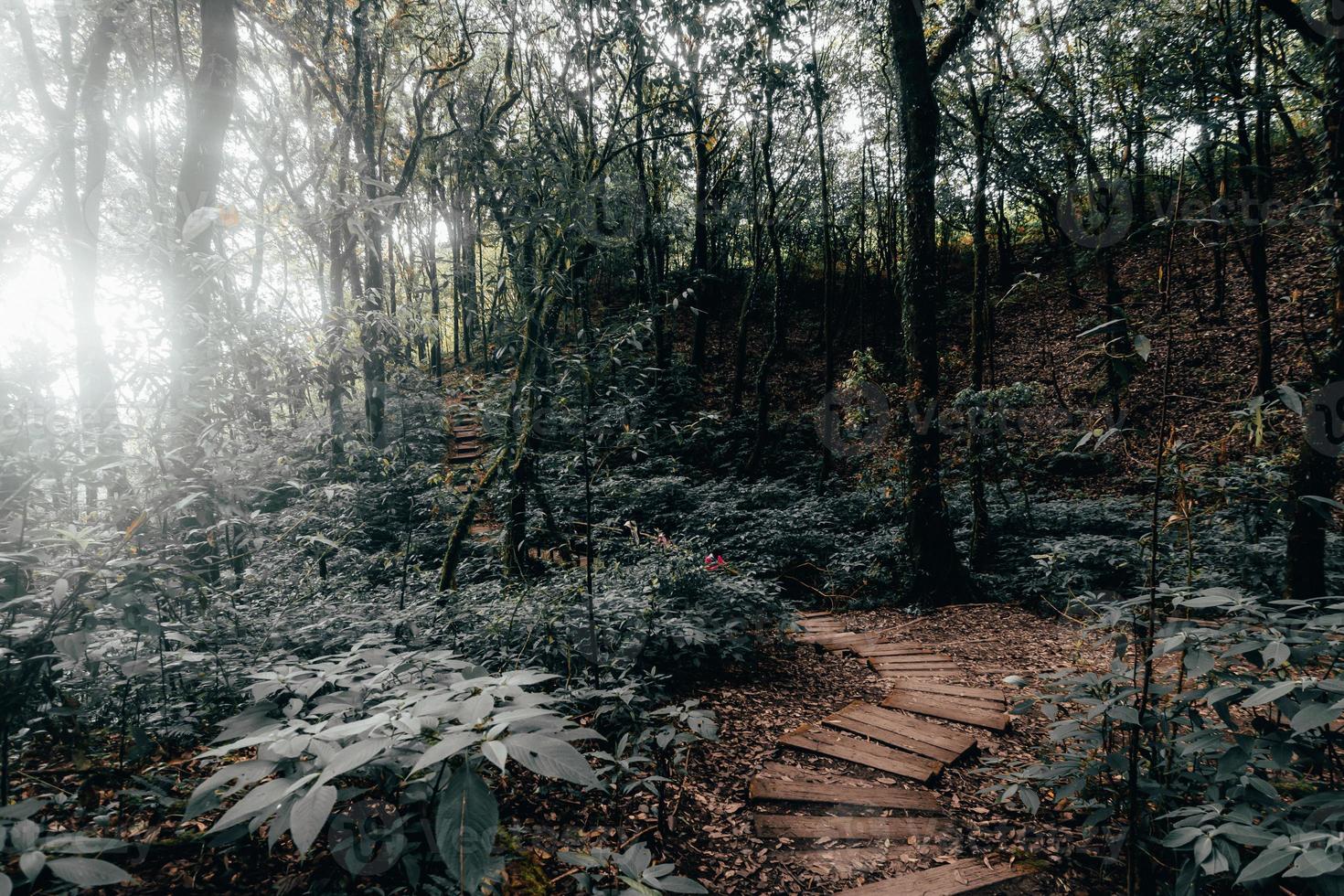 regnskog i Doi Inthanon nationalpark, Thailand foto