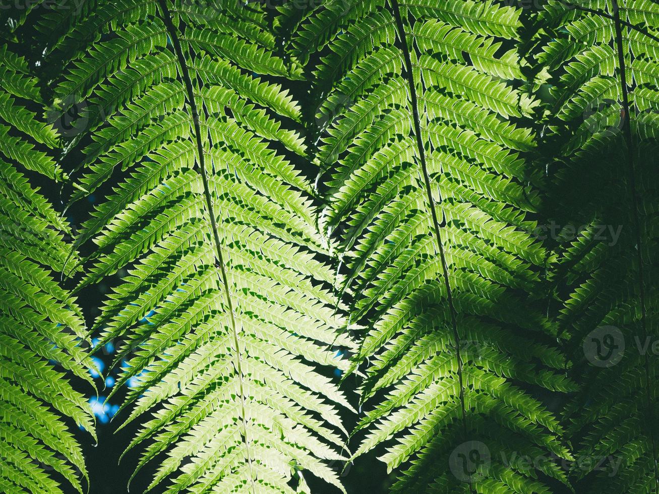 vackra gröna ormbunksblad i nature.rain forest fern bakgrund foto