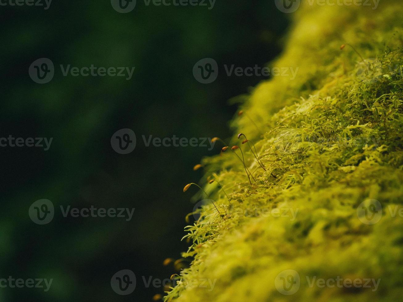 närbild olika växter i regnskogen foto