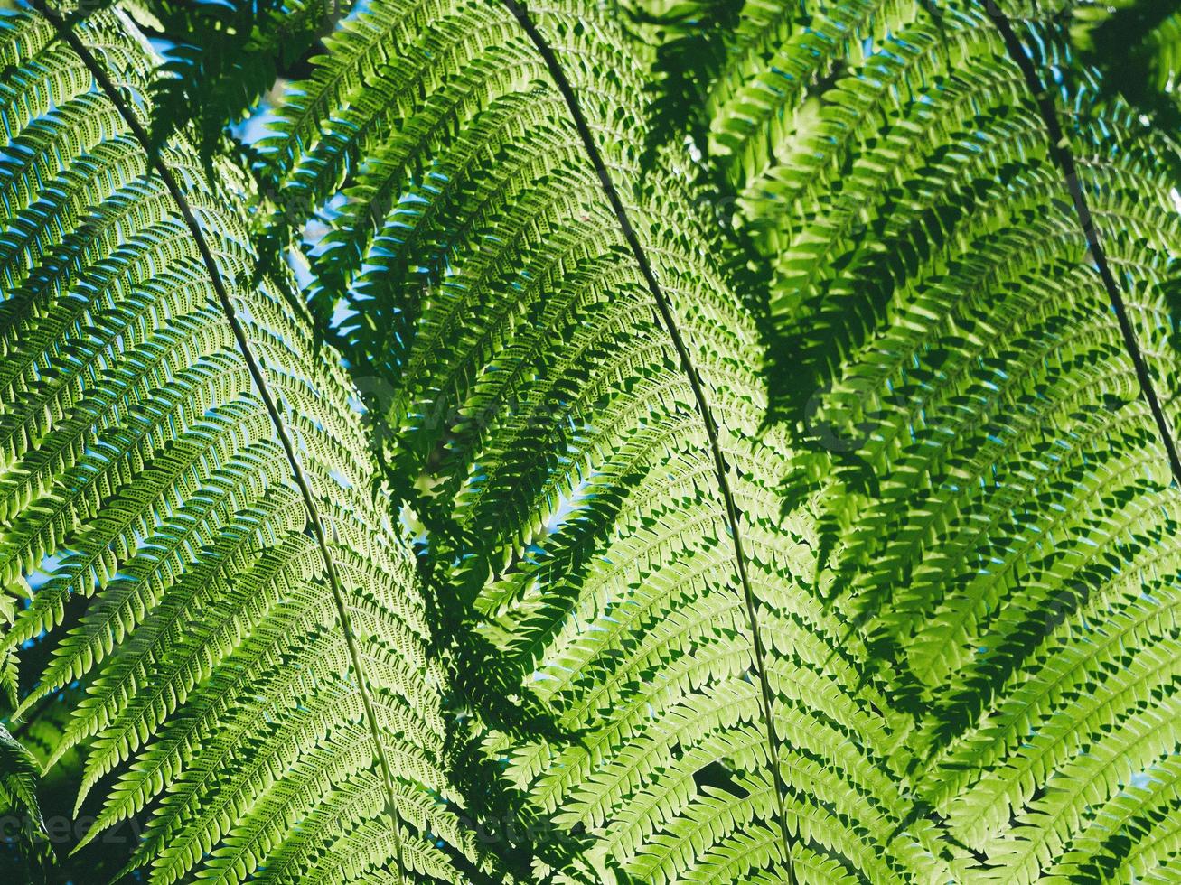 vackra gröna ormbunksblad i nature.rain forest fern bakgrund foto