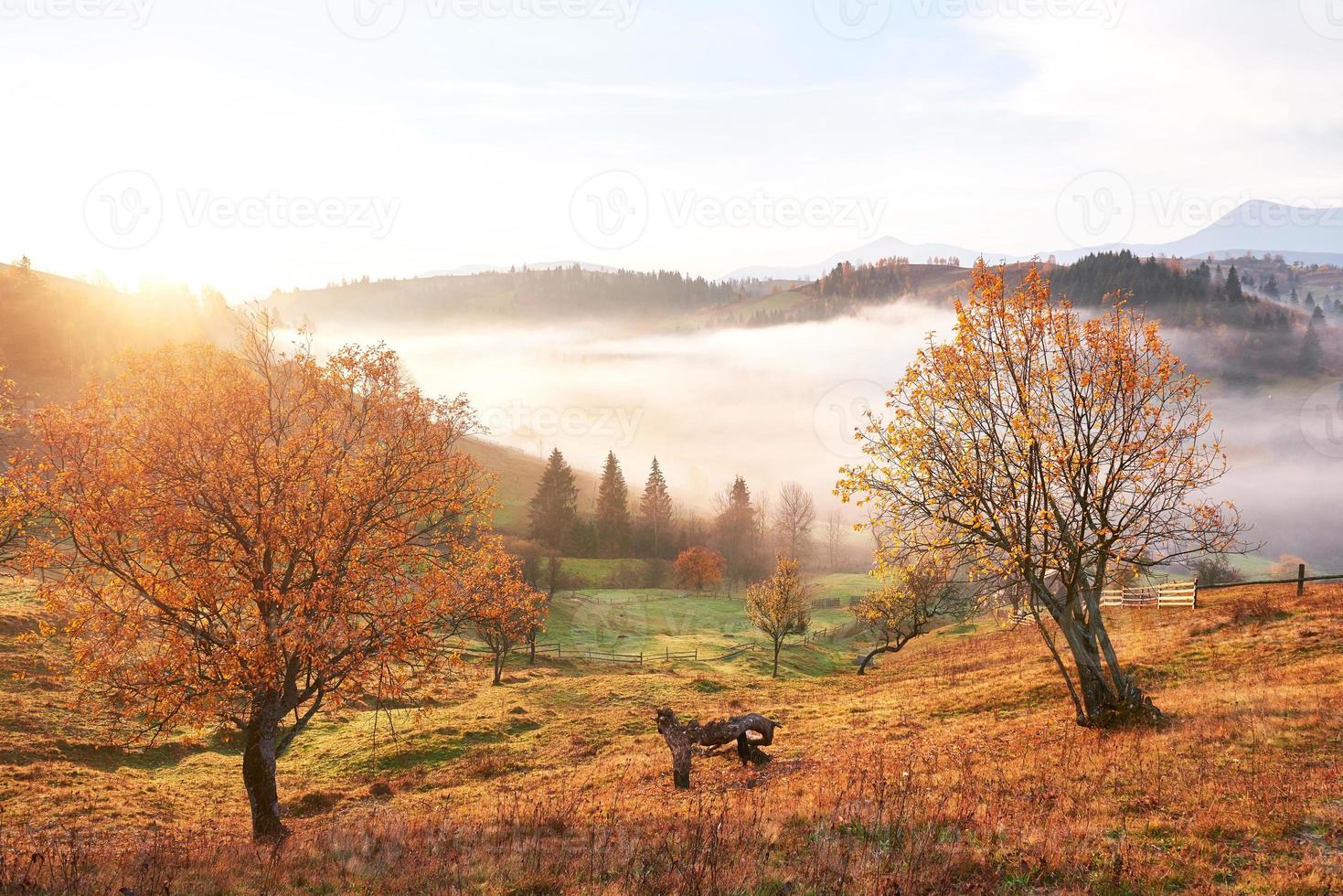 glänsande träd på en kulle sluttning med soliga strålar på bergsdalen täckt med dimma. underbar morgonscen. röda och gula höstlöv. karpaterna, ukraina, europa. upptäck skönhetens värld foto
