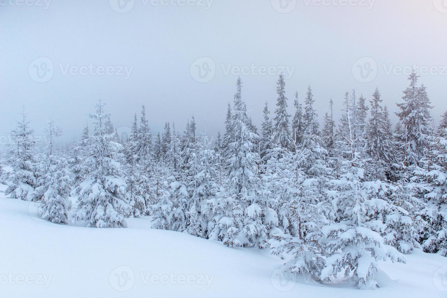 frusen vinterskog i dimman. tall i naturen täckt med nysnö Karpaterna, Ukraina foto