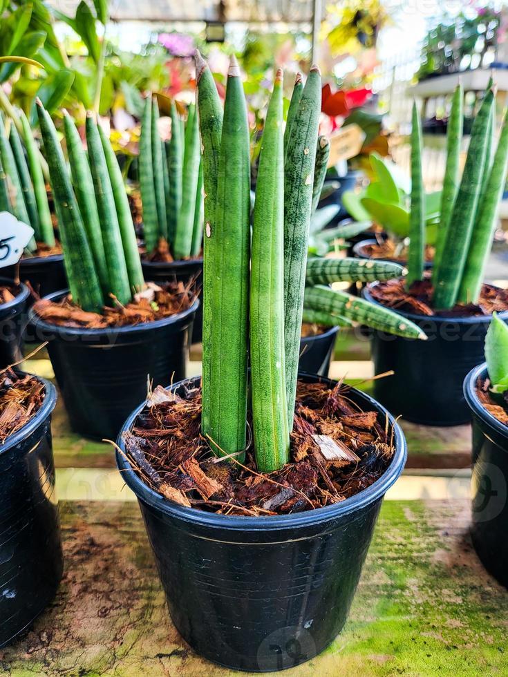 suckulenta botaniska växtkruka utomhus i grönt hus. våren krukväxt krukväxt på trädgårdsmarken. botanik grön naturlig trädgårdsskötsel, vacker fräsch exotisk tropisk växande blomkruka. foto