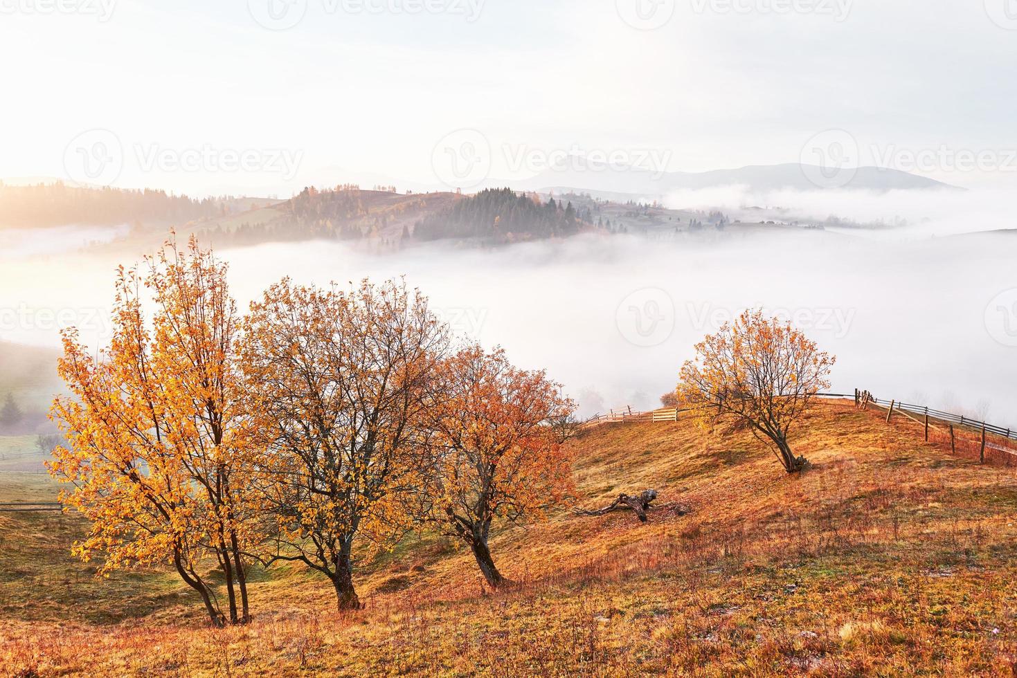 glänsande träd på en kulle sluttning med soliga strålar på bergsdalen täckt med dimma. underbar morgonscen. röda och gula höstlöv. karpaterna, ukraina, europa. upptäck skönhetens värld foto