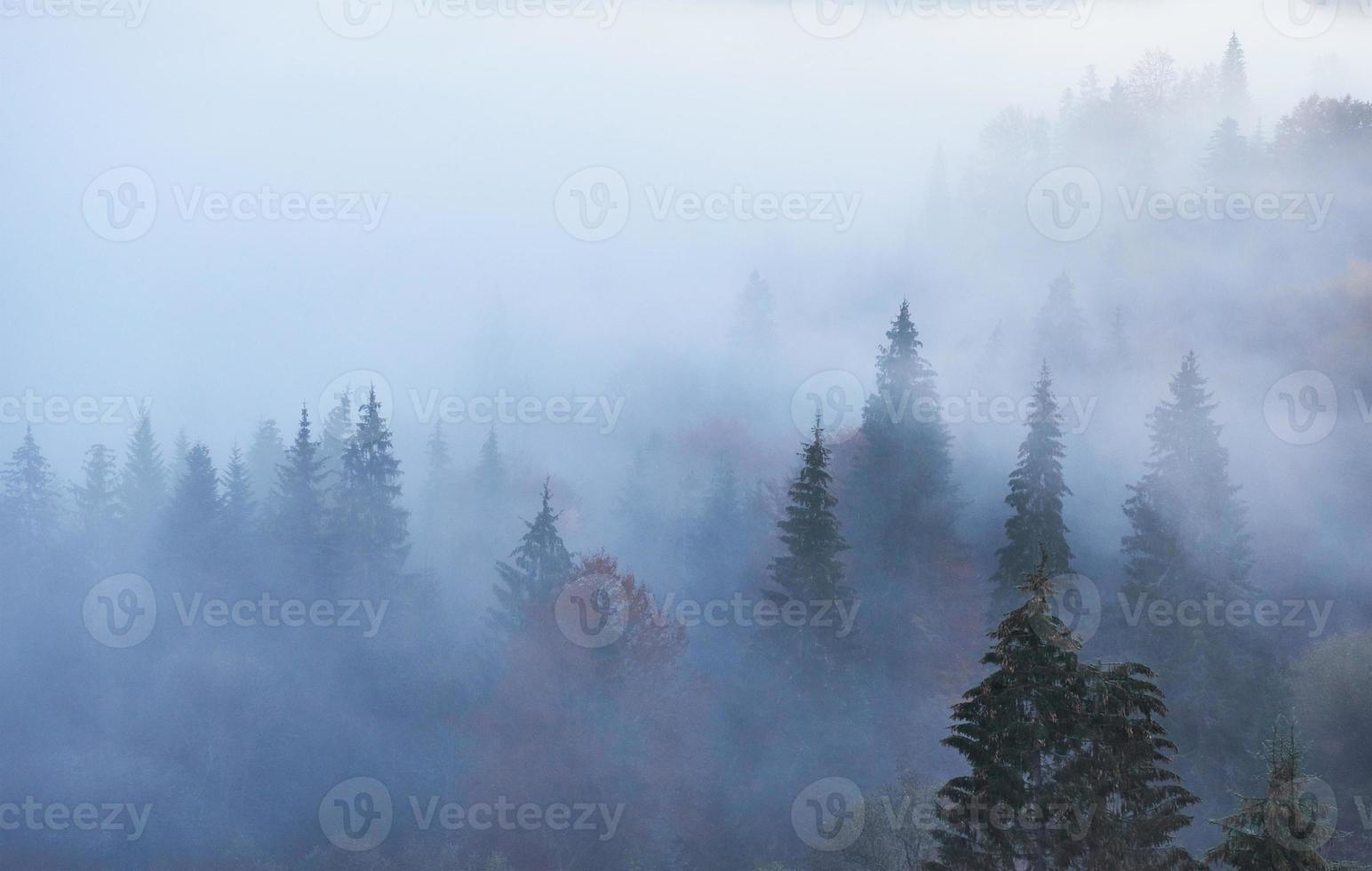 fairy soluppgång i berget skogslandskap på morgonen. dimman över den majestätiska tallskogen. karpaterna, ukraina, europa. skönhetsvärlden foto