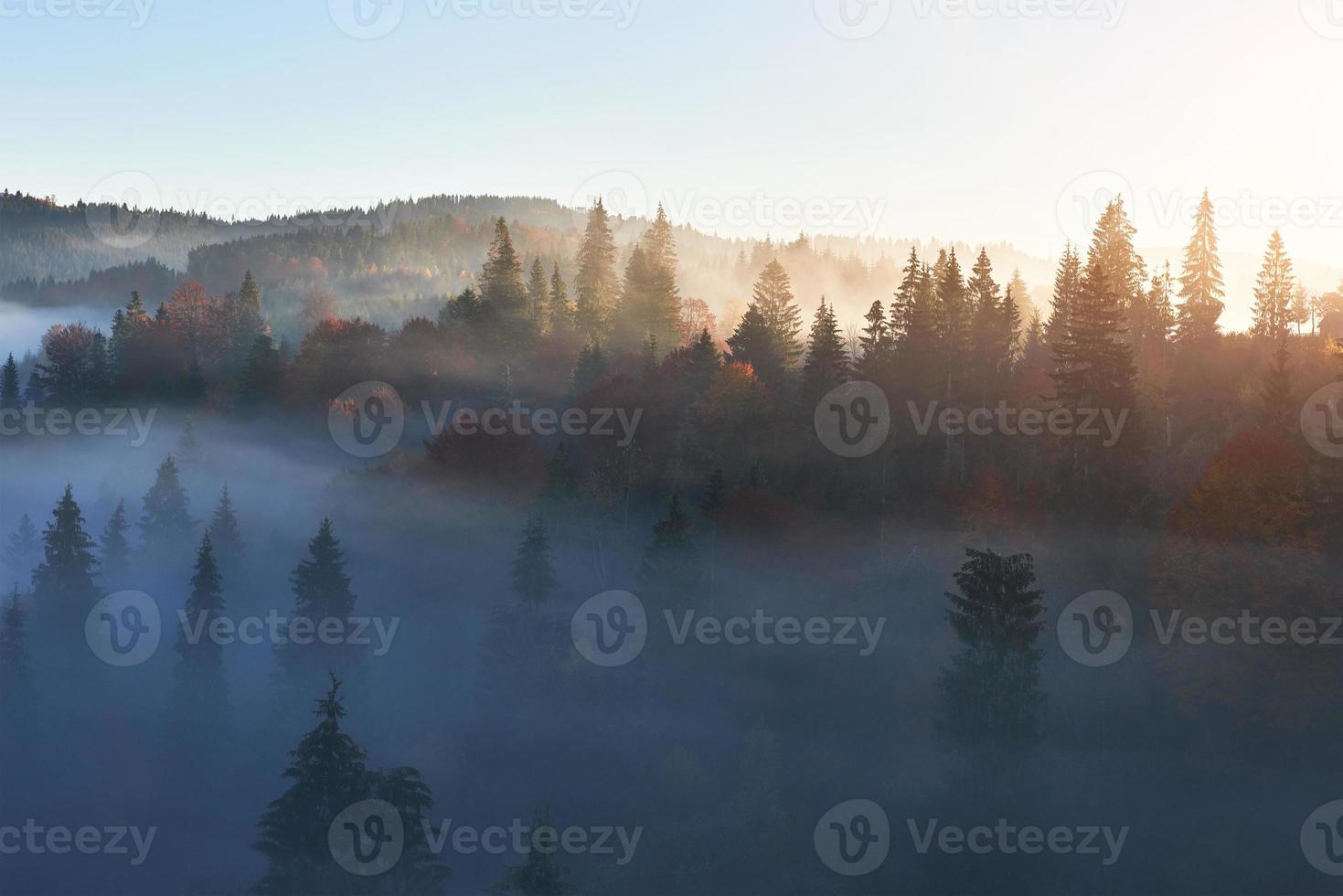 fairy soluppgång i berget skogslandskap på morgonen. dimman över den majestätiska tallskogen. karpaterna, ukraina, europa. skönhetsvärlden foto