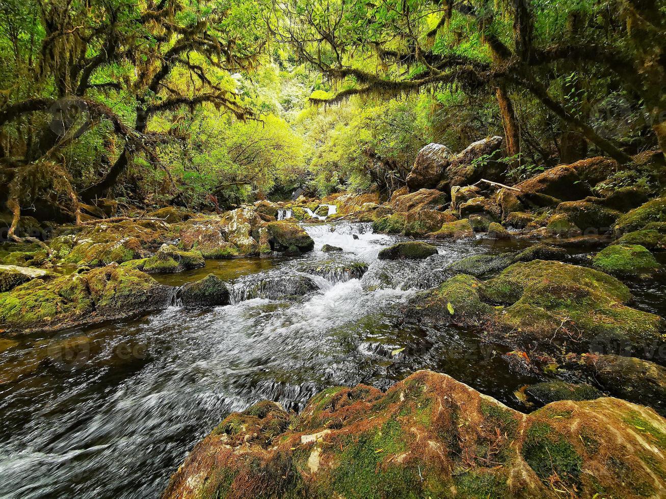 liten bäck gömd i skogen i Nya Zeeland foto