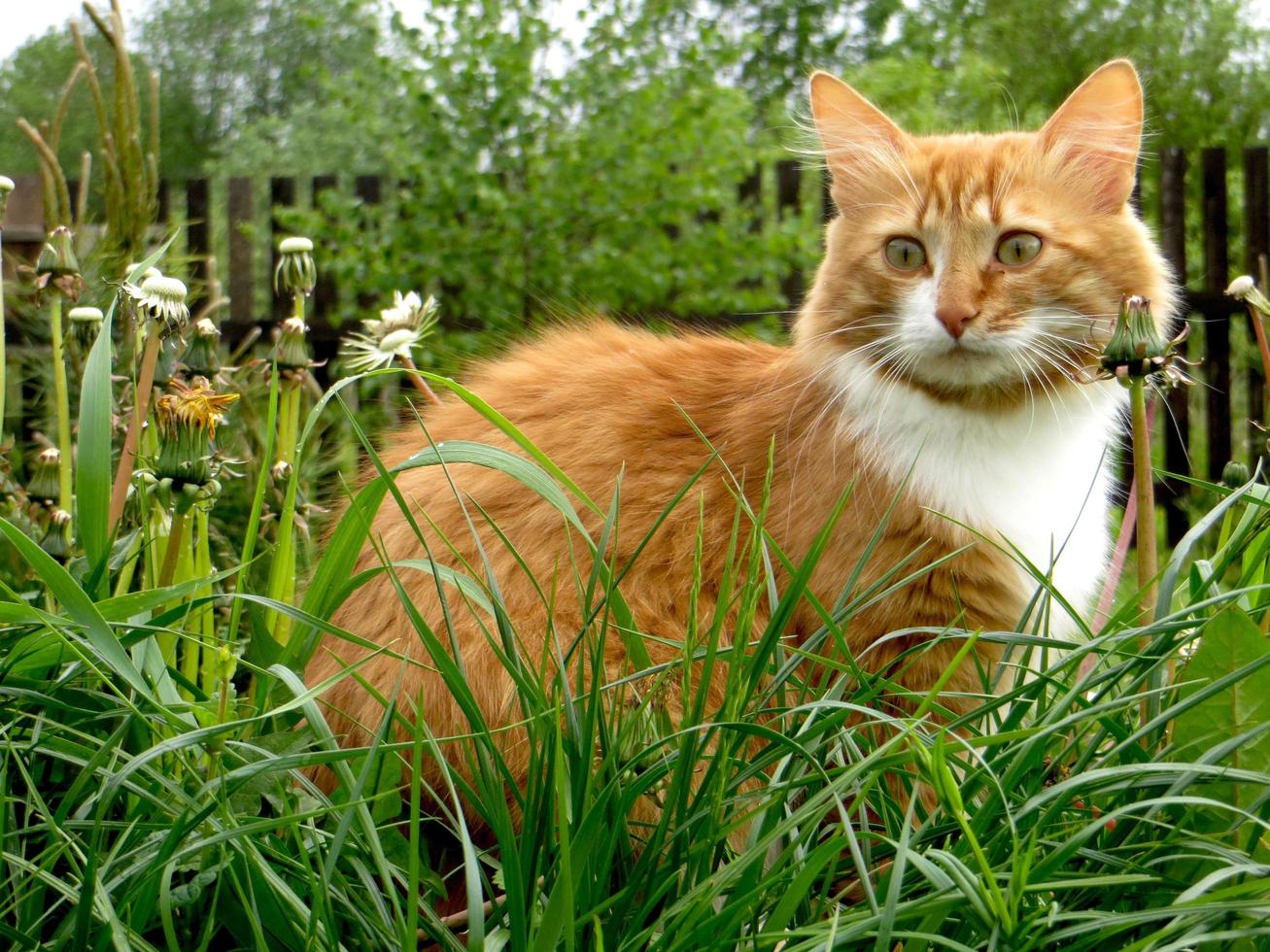 röd vit katt sitter i en vårträdgård foto