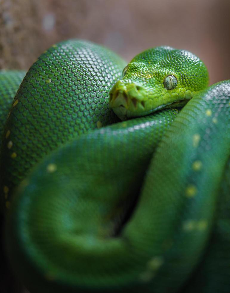 grönt träd python foto