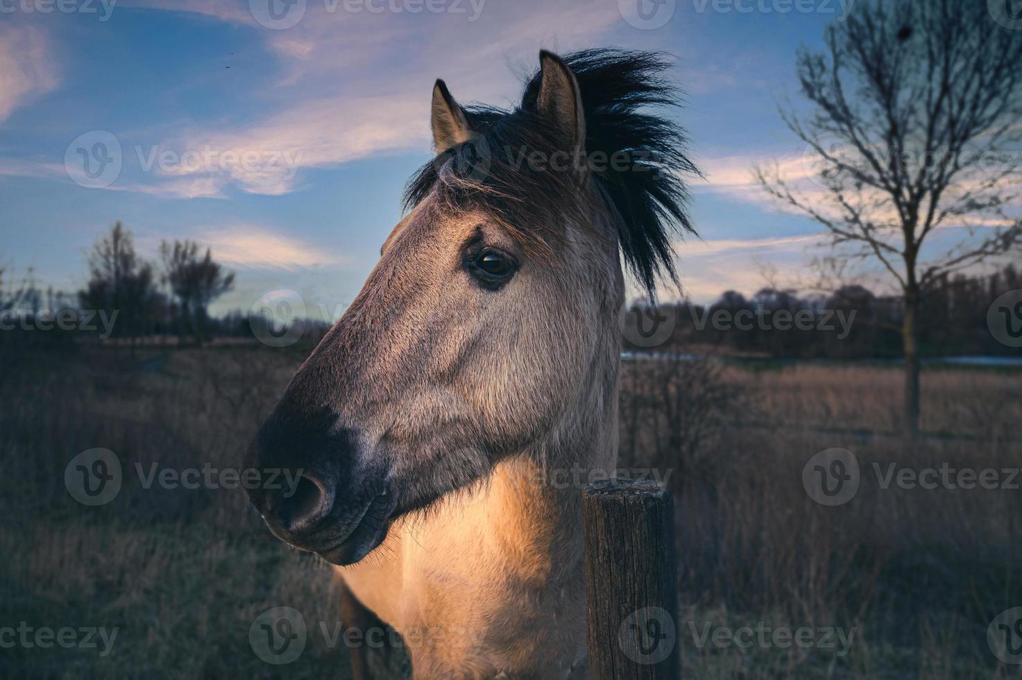 huvudskott av en häst foto