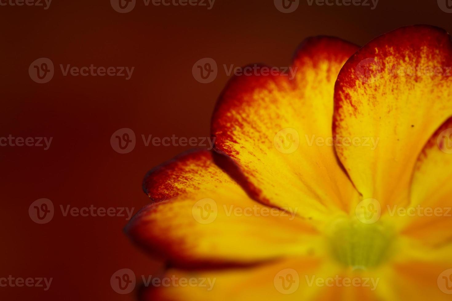 gul blomma blomma närbild primula auricula familj primulaceae bakgrund modernt högkvalitativt stort tryck foto