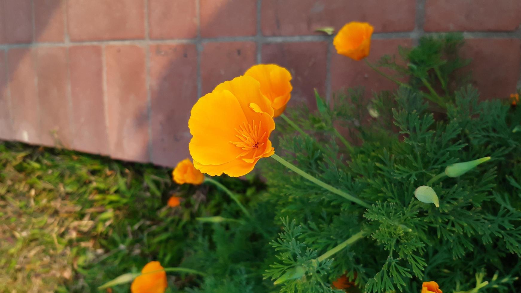 eschscholzia californica, kalifornisk vallmo, gyllene vallmo, kaliforniskt solljus eller en kopp guld, vårblommande blomma. foto