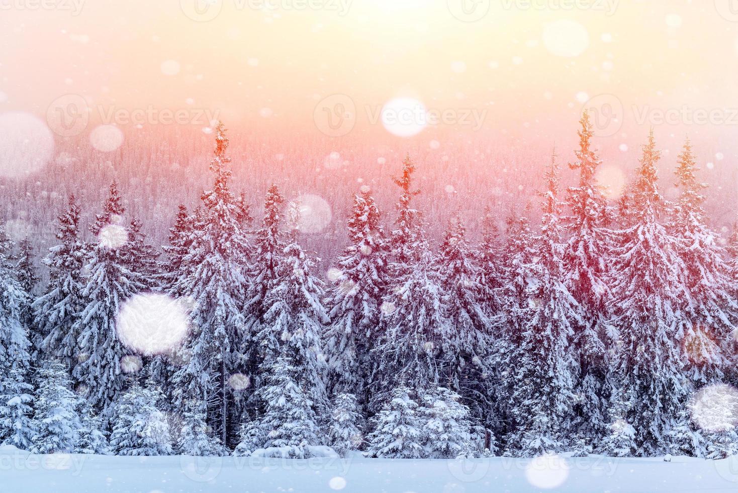 mystiska vinterlandskap majestätiska berg på vintern. magiska vinter snötäckta träd. foto gratulationskort. bokeh ljuseffekt, mjukt filter. karpaterna. ukraina.