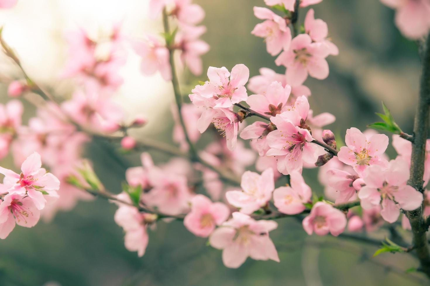 vacker körsbärsblomning sakura på våren foto