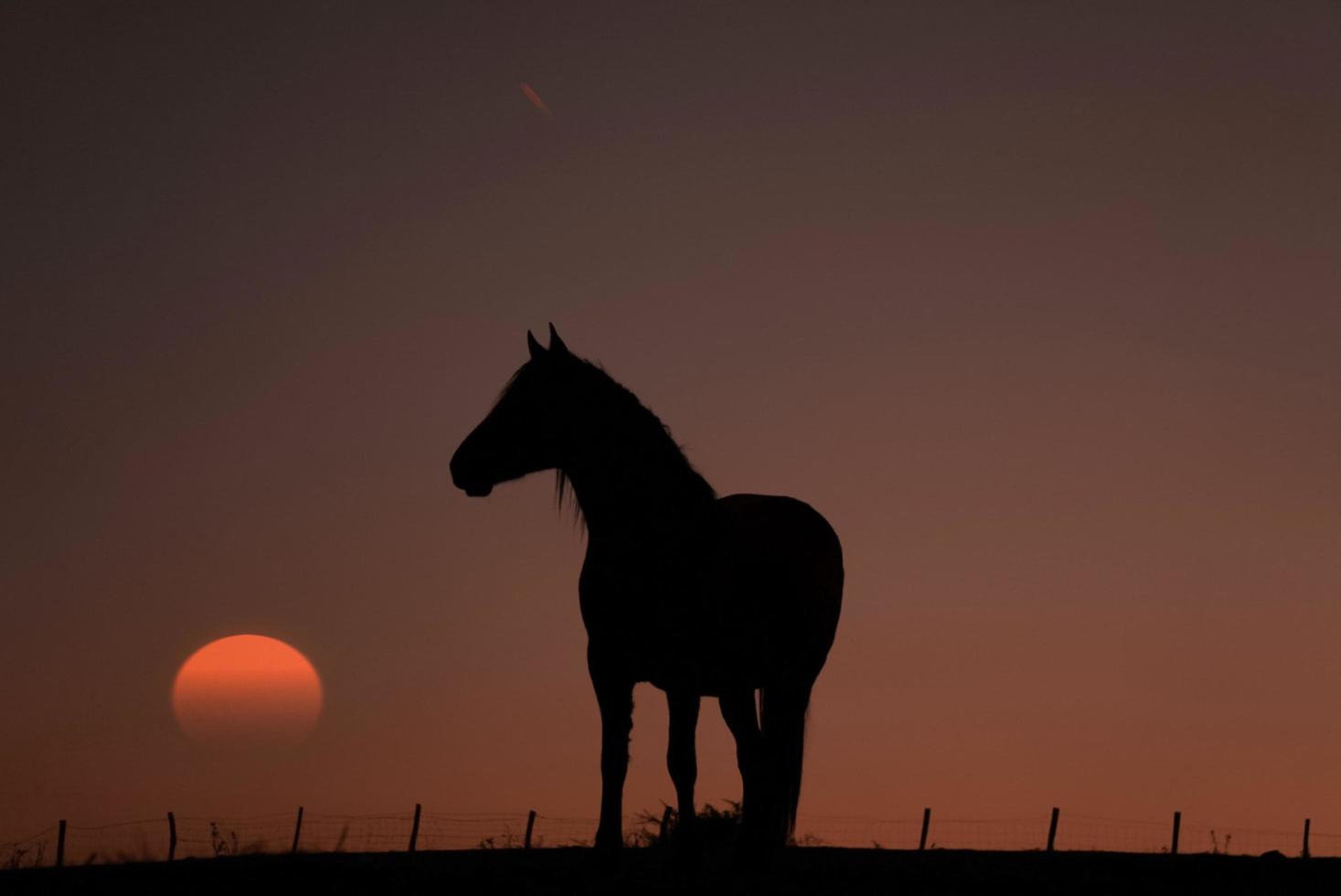 häst siluett på ängen med en vacker solnedgång foto